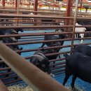 늘푸른흑염소3농장 이미지