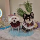 하리스펫 이미지