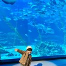 아쿠아플라넷 제주 할인 공연 시간 오션아레나 후기 주차장 유모차 푸드코트 W. 아기랑 제주도 가볼만한곳