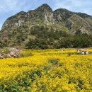 제주 서귀포 산방산 | 봄 제주 여행 | 제주 서귀포 가볼 만한 곳 후기 / 산방산 유채꽃 명소, 용머리해안 | 위치, 주차, 입장료