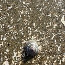 꿈벌사슴목장 | 임자도 홍매화축제 &amp; 용난굴 &amp; 대광해수욕장 노지 차박 도전