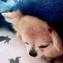 이불 속 댕댕이 이미지