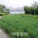 뚝섬한강공원-58 이미지