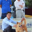 애견스케치 이미지