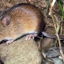 양돈 농장 이미지