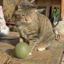 시골집민박 이미지