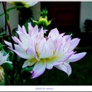 다알리아 - 부천시 원미구 부일로460번길 5 | 다알리아