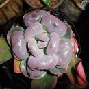 혹불이 영감 이미지