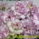 바이올렛 이미지