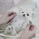 마마스미독 강아지분양 인천점 이미지