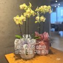 늘푸른유통 | 대구 꽃시장 &#39;상견례화분&#39; 맞춘 후기, 호접란 보자기 가격, 내돈내산 양희원예