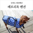 메모리독 펜션 | 안면도 애견펜션 메모리독, 강아지수영장에서 놀고 온 후기