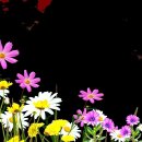 아름다운 꽃 일러스트 이미지