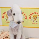 알로하펫 이미지