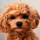 본죽 광주전남대후문점? 이미지