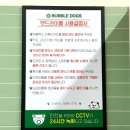 버블독스진주