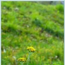 솜방망이 이미지