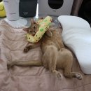 24시 글로리 동물병원 이미지