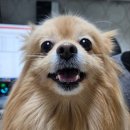 김s 동물병원 이미지