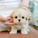 도그플러스동물병원 이미지