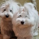 꼬똥몽드 이미지