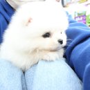 멍멍왕자 야옹공주 이미지