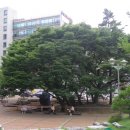 느티나무 이미지