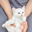 강아지랑 고양이 이미지