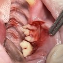 일리동물의료센터 이미지