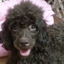 뷰티펫 하우스 이미지