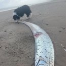 "대재앙 다가오나?" 2.7m '이 물고기' 떠밀려 온 호주 해변 이미지