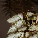 베고니아 이미지