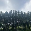 제주하늘빛농원 | 여름의 제주 10탄 | 신비로운 '비밀의 숲'. 이젠 모르는 사람이 없는 이 곳 🌿 (입장료 인상 소식)
