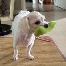 똥강새이 이미지