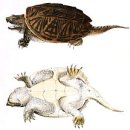 Wikipedia - Common snapping turtle 이미지