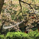 제주중앙 여자중학교 (삼도1동 주민센터방면) | 가볼만한곳 제주 벚꽃 명소