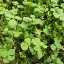 클로버농장 이미지