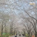 오산리 내 | 조용히 즐기기 좋은 파주벚꽃명소 파주오산리기도원