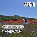 정원빌딩 | 함안 아이랑 갈만한곳 악양뚝방길 양귀비축제 주차 실시간