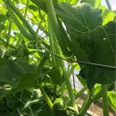 찬영농장 이미지