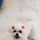 포비 펫 살롱 이미지