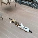 양이양이 이미지