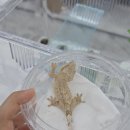 동남수퍼 | 송도 도마뱀 분양 후기 | 아이와 함께 다녀온 파충류샵 트리에코