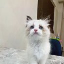 대전 고양이분양 퍼스트캣 대전점 | 대전고양이분양 퍼스트캣 대전점, 쾌적한 방문으로 행복한 시작