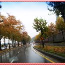 청주가로수길 이미지