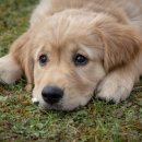 수지애견 이미지