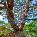 5월 23일 토요당일 - 청도 복호산+지룡산+삼계봉+운문사/천문사 신청안내(28인승/31인승) 이미지