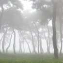 안개숲 이미지