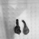 아마존동물병원 이미지