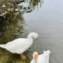 다다목장 이미지